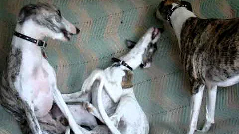 Whippet Pup * Turner * 16 weeks old, playing with his Parents.