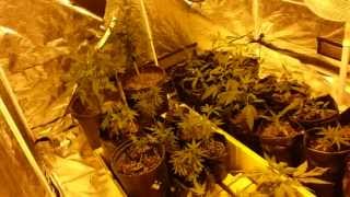 Budget Grow Room 3 #khanology