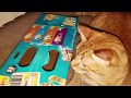 The Daily Kitten, 12/15: Bumble loves boxes.