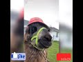 No llama drama