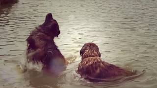 Leonberger Antics episode 107 by Hillhavenleonbergers show kennels 146 views 6 years ago 6 minutes, 42 seconds