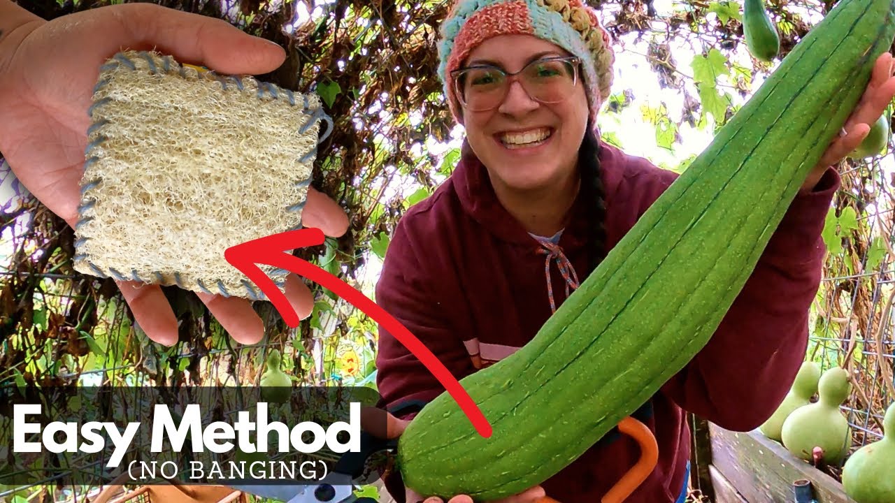 Process GREEN Luffa, Simply! Harvest To Sponge Tutorial YouTube