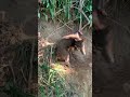 括り罠に掛かった猪🐗　オス　体長67cm 2022/10/12 #有害鳥獣駆除