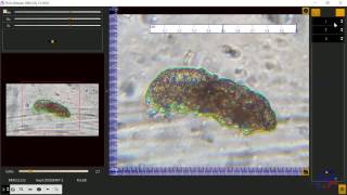 RvSciViewer Image-processing to assist measurement