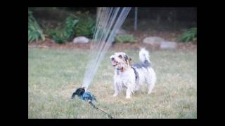 terrier meets sprinkler