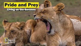 Lion Documentary - Discovering the Fascinating Life of Lions - Wild Life