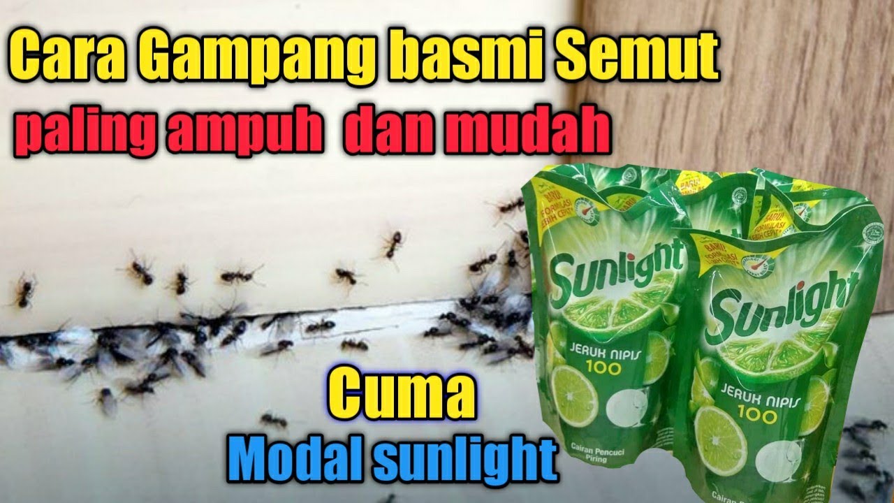 Cara Halau Semut Merah Kecil Cara mudah basmi semut api dirumah | basmi semut merah - YouTube
