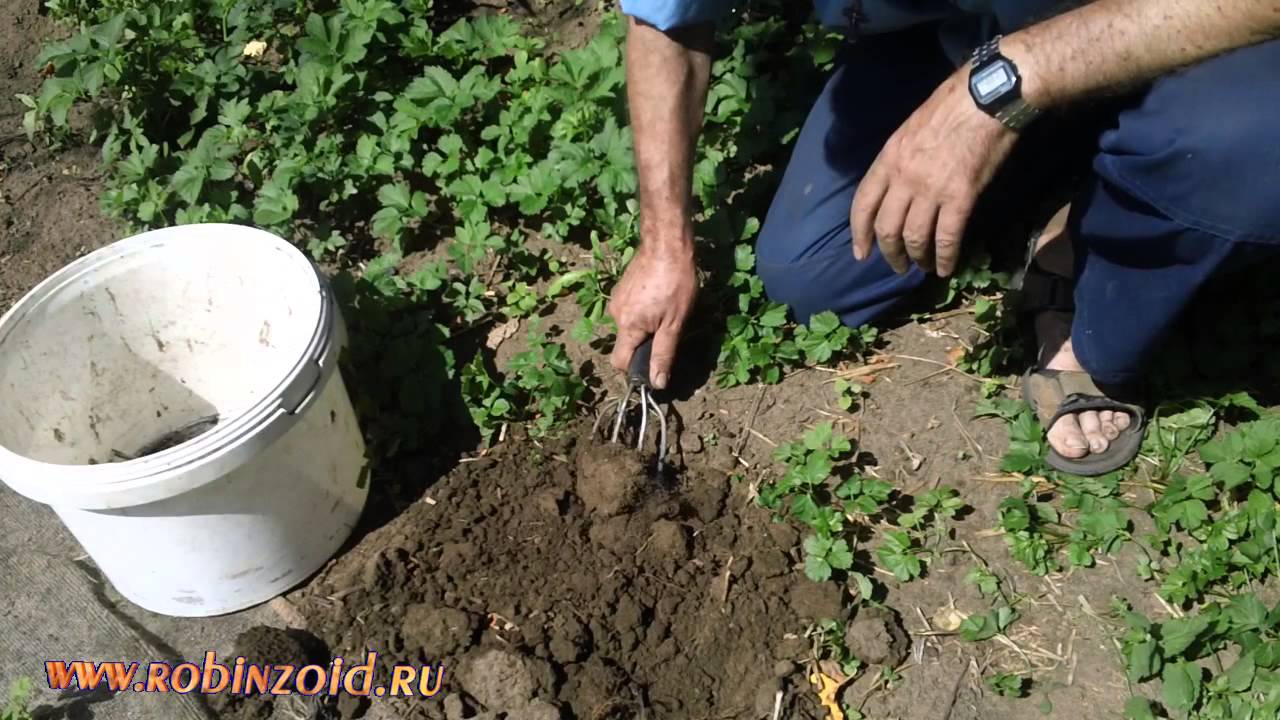 Как бороться со снытью противосорнячной вилкой