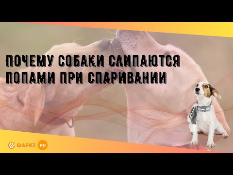 Видео: Должны ли собаки связываться, чтобы забеременеть?