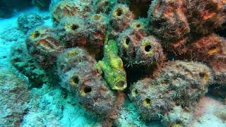 Frogfish Gape-and-Suck Eating Technique – Bonaire, Caribbean