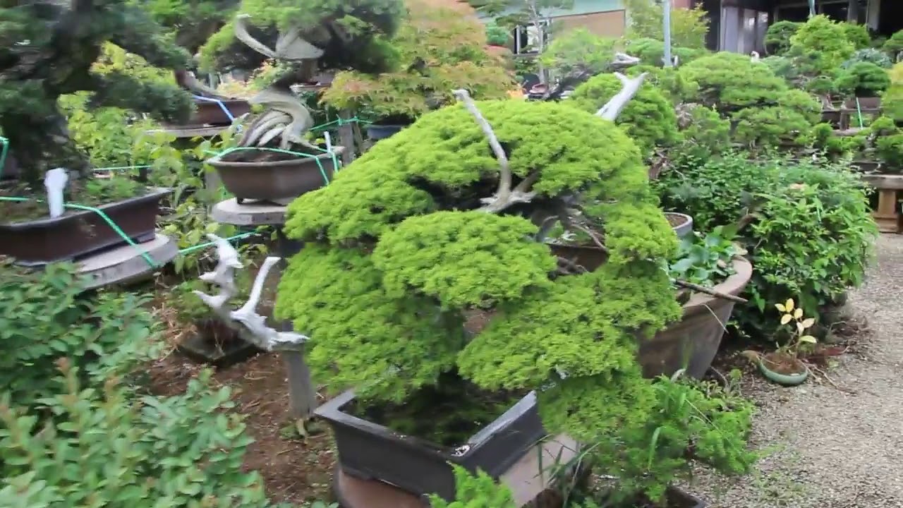 Large bonsai for sale