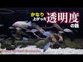 水槽の水がここまで透明に！ 熱帯魚水槽がクリアになった“5つの理由”とは【アクアリウムメンテナンス】