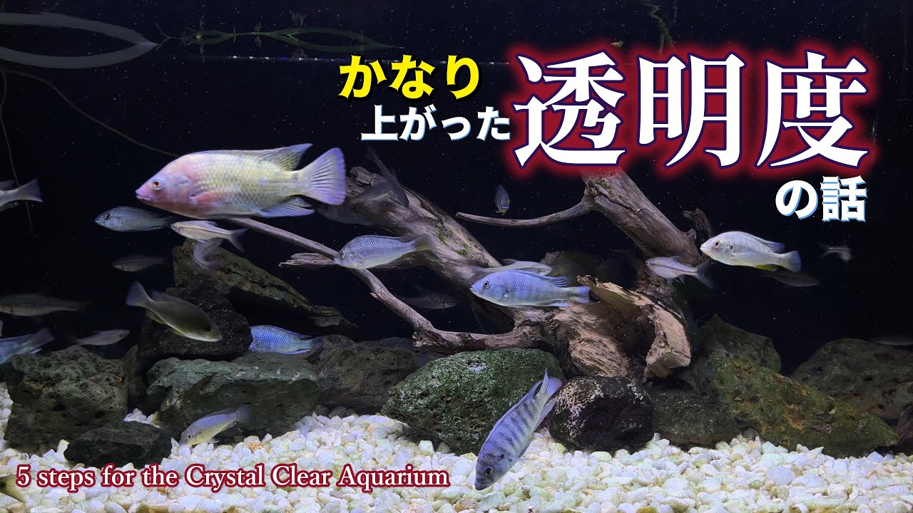 水槽の水がここまで透明に！ 熱帯魚水槽がクリアになった“5つの理由”とは【アクアリウムメンテナンス】