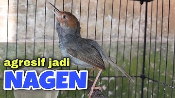 Cara Mudah Agar Prenjak Main Nagen