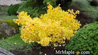 GINKGO BILOBA MARIKEN DWARF GINKGO TREE screenshot 2