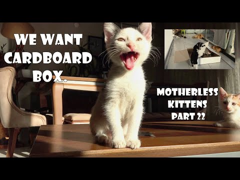 I bought toys for the kittens but they preferred the cardboard box. Motherless kittens. Part 22