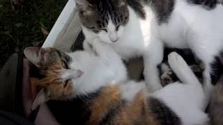 Feral Cats Apollo and Tangerine Cuddle in Lounge Chair With Me by weliveinspired 157 views 7 years ago 46 seconds