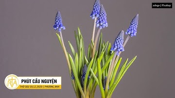 Phút Cầu Nguyện, Thứ Sáu 18/12/2020: Người Đến Trong Khiêm Tốn