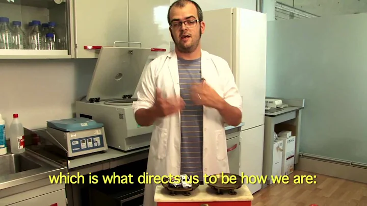 How does air pollution affect our brain