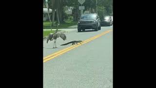 Cranes escorting an alligator back to the water