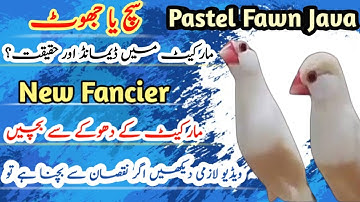 Pastel fawn java future | Market demand and reality? | pastel fawn java price | 2025/2026