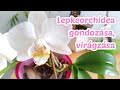 Orchidea gondozása | Lepkeorchidea virágoztatása