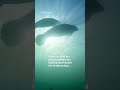 Even manatees pass gas 💨😂 #Underdogs #Manatee #NatGeoAnimals