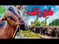 Goat Feed Routine/ بکریوں کی روزانہ کی خوراک