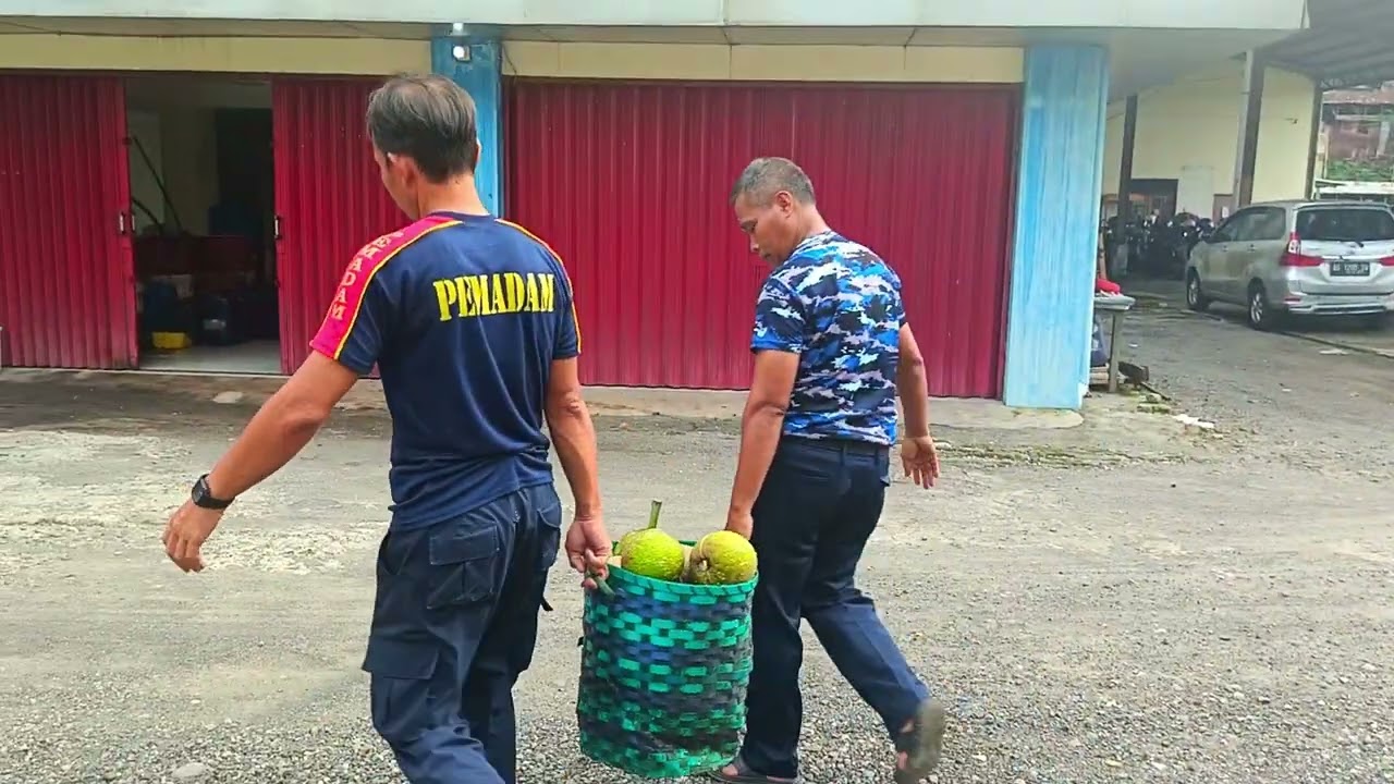 KESERUAN PANEN BUAH SUKUN SAMPAI RELA KEPANASAN !!