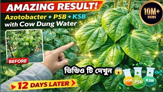 Azotobacter+PSB+KSB গোবর জলের সাথে দিলেই কি হয়?12 দিনের রেজাল্ট দেখে অবাক!😲 |Aniket agriculture ||