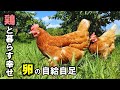 【鶏と暮らす】卵の自給自足！実は買うより高い？それでも愛しい鶏が産んでくれる卵は最高です！【初めての鶏飼育】#94