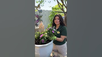 Shade Container Garden