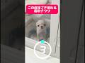 この直後ブチ切れする極小子犬チワワ👶　　　　#dog #チワワ #chihuahuafanclub #chihuahua #癒し #犬のいる生活 #puppy #愛犬 #子犬