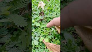 🔥含羞草 这草会动🫰😻