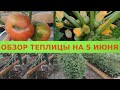 ОБЗОР ТЕПЛИЦЫ НА 5 ИЮНЯ. ПЕРВЫЙ УРОЖАЙ ТОМАТОВ И ОГУРЦОВ.