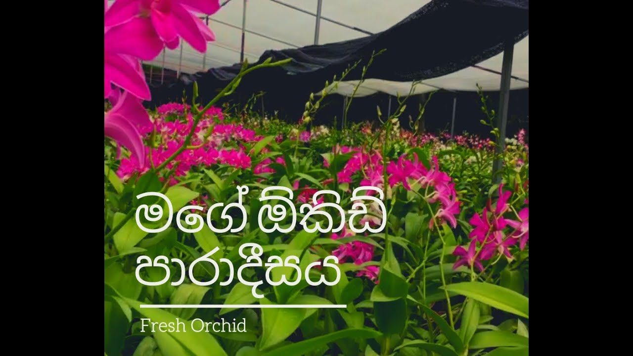 How to plant orchid Sinhala මගේ ඕකිඩ් වගාව YouTube
