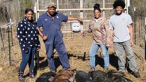 Wild Hog Trapping | Successful First Drop #hog #hunting #trapping #feral #wildlife