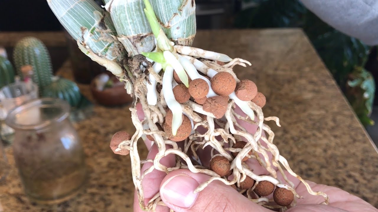 Incorporating Slow Release Fertilizer for Catasetums SemiHydroponics