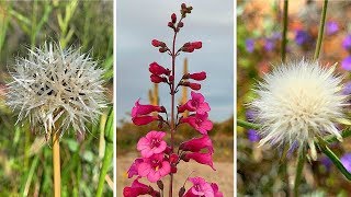 WILDFLOWER SUPER BLOOM - ARIZONA DESERT SPRING WILDFLOWER MADNESS Bursts Of Wildflowers Super Bloom In Arizona