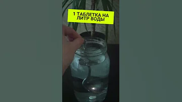 Всего одна таблетка и даже хилый росток превратится в здоровое и обильно цветущее комнатное растение
