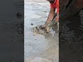 Traditional Mud Fishing#fish #foryou #trending #mud