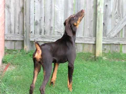 5 Month Old Doberman Weight