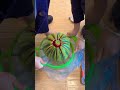 شاهد هذه الطريقه لتقطيع البطيخ الاحمر البطيخ الاحمر البطيخ الدلاع فواكه صيفيه