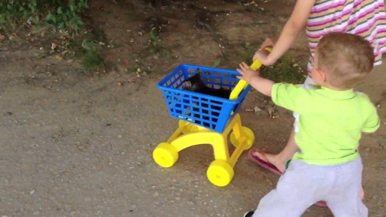 Cat cart - YouTube