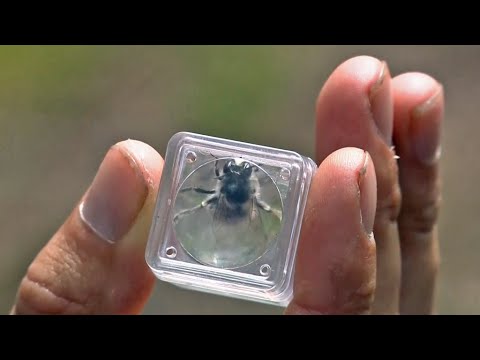 'Silver Digger' Bees Return to San Francisco Presidio - YouTube