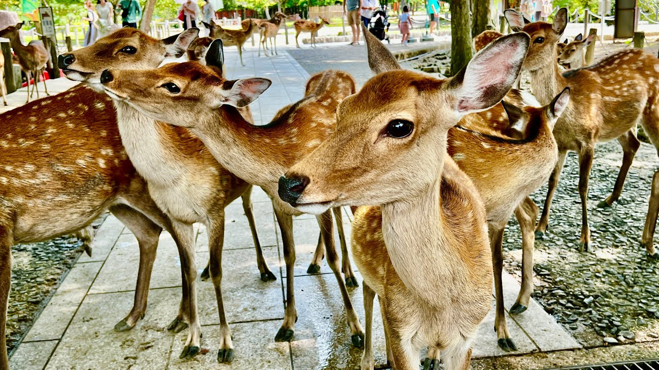 Cervi, granita e caffè con GiappoTour a Nara