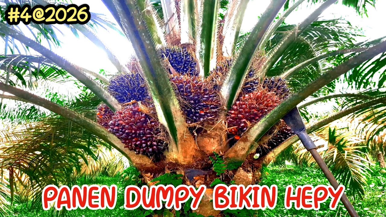 Panen ke 4 PPKS DUMPY U 7 thn || 14.2.2026