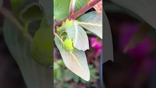 The caterpillar eats the leaves really fast.🐛🐛🐛🐛#caterpillars #socute 
