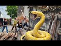 The Brave Girl and Hunter Confront the Giant Snake in the Abandoned House
