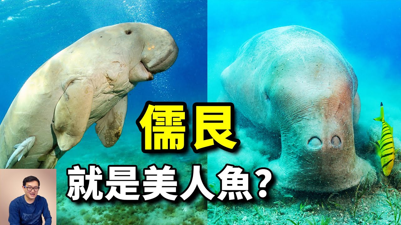 海洋裡最瘋狂的食草巨獸,為何會被當做美人魚?儒艮和海牛的傳奇故事【老肉雜談】#動物 #野生動物 #海洋生物 #儒艮 #海牛 - YouTube